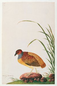Langsnavelige Patrijs, uit Tekeningen van Vogels uit Malakka, ca. 1805-18 door Chinese School